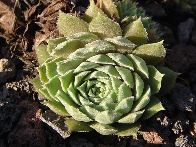 marmoreum ssp. erythraeum from Rilagebirge
