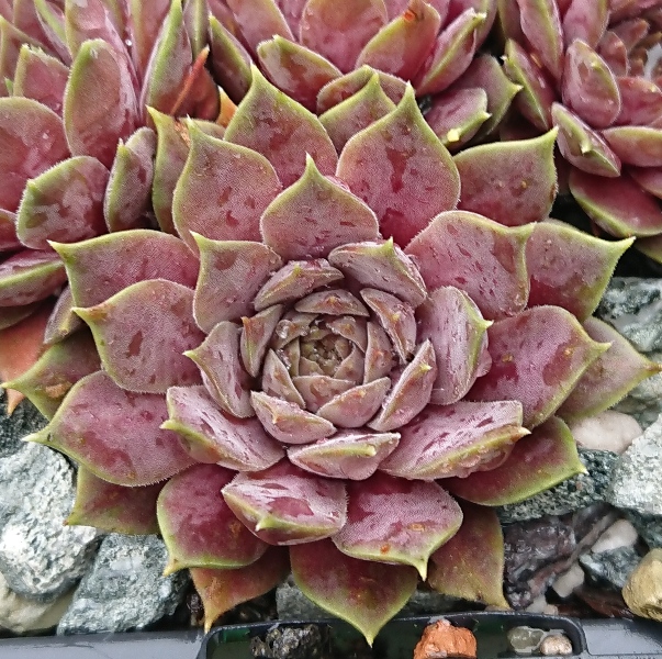 marmoreum ssp. erythraeum from Jundola-Pashovi