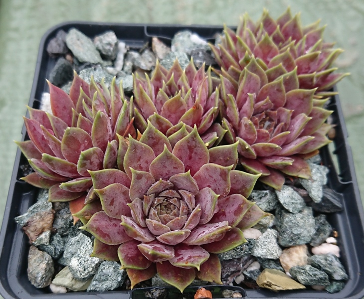 marmoreum ssp. erythraeum from Jundola-Pashovi