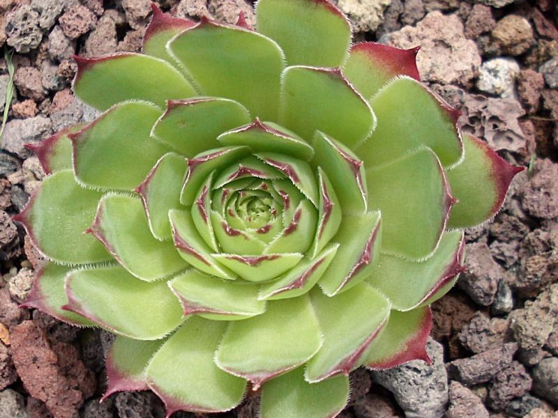 Dainty Marietta