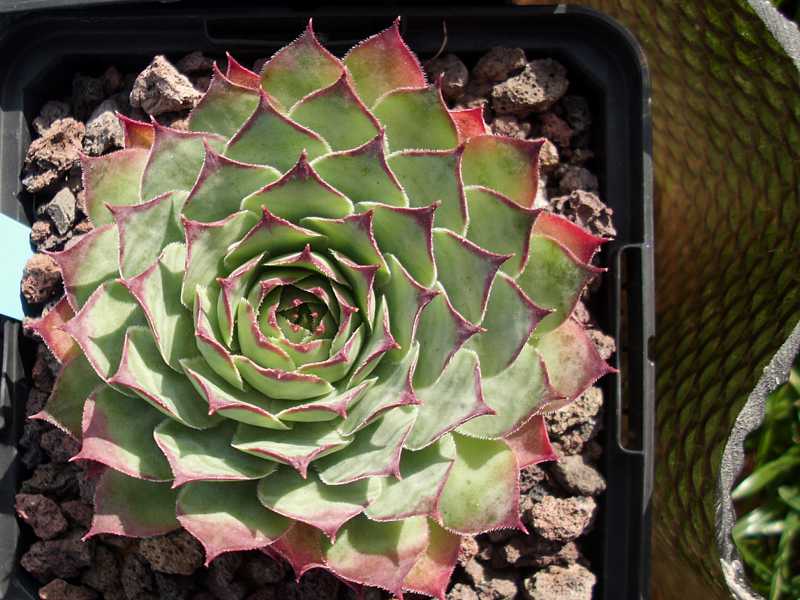 Dainty Marietta