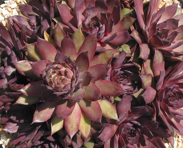 Damask