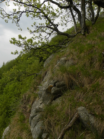 wulfenii ssp. juvanii from Donačka gora