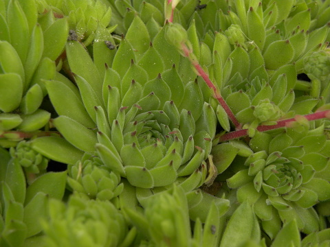 marmoreum ssp. reginae-amaliae (macedonicum) from Stogovo planina