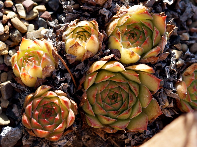 tectorum var. tectorum (rhenanum)