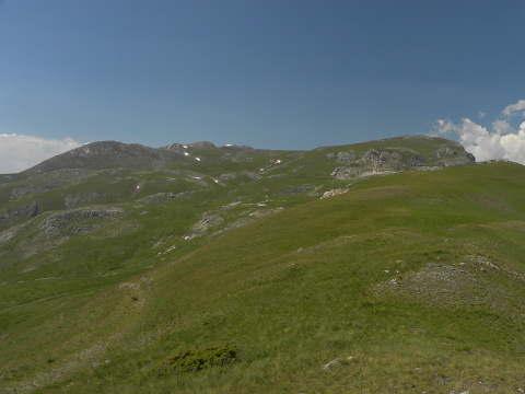 marmoreum ssp. reginae-amaliae (macedonicum) from Stogovo planina