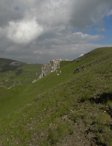 marmoreum ssp. reginae-amaliae (macedonicum) from Stogovo planina