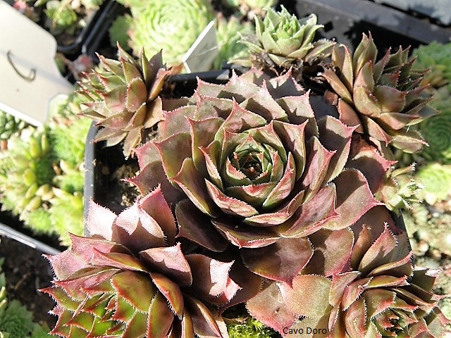 Cavo Doro