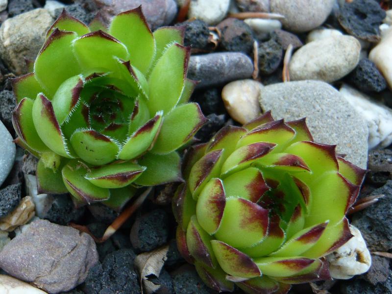 tectorum var. tectorum (affine)