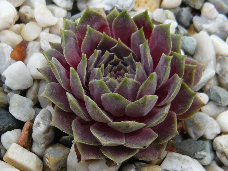 marmoreum ssp. erythraeum from Rilagebirge