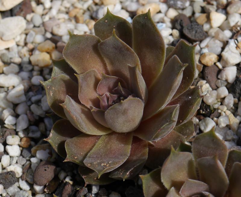 marmoreum ssp. reginae-amaliae (degenianum)