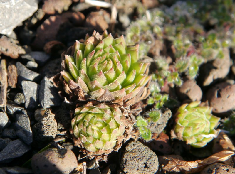 marmoreum ssp. reginae-amaliae (macedonicum)