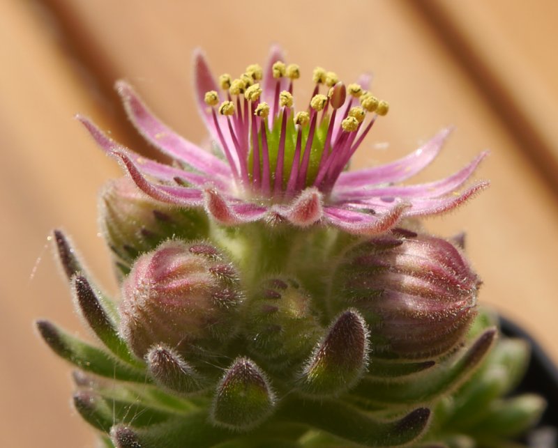 montanum from Pfossental
