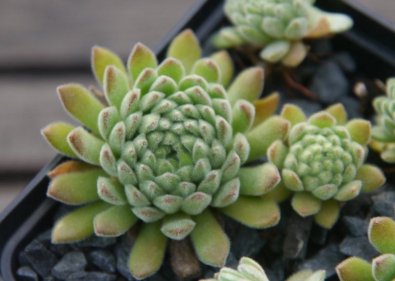 montanum from Pfossental