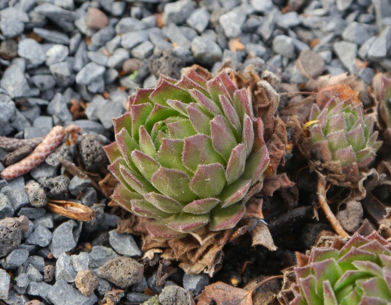 montanum ssp. burnatii from Queyras