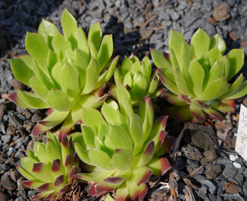 montanum ssp. burnatii from Queyras