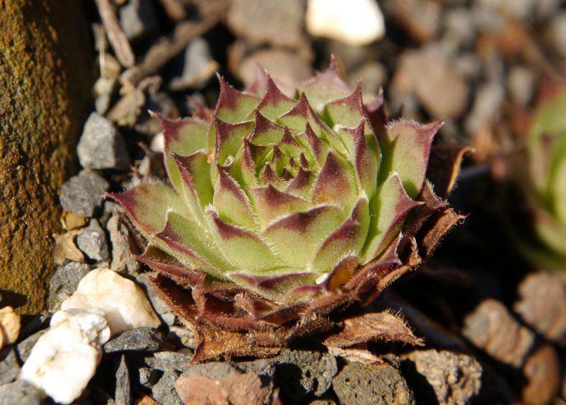 tectorum var. tectorum (erubescens)