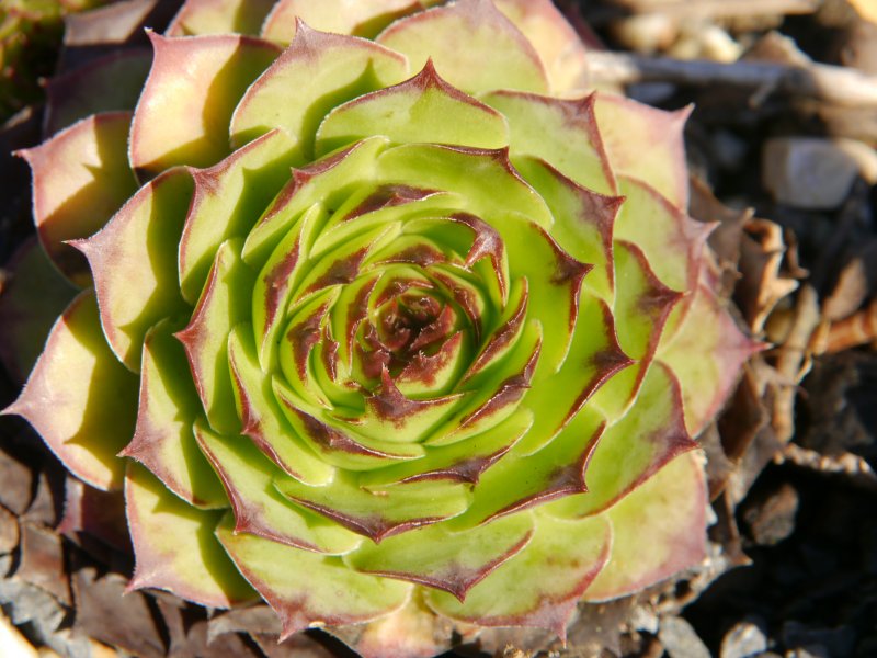 tectorum var. tectorum (royanum)
