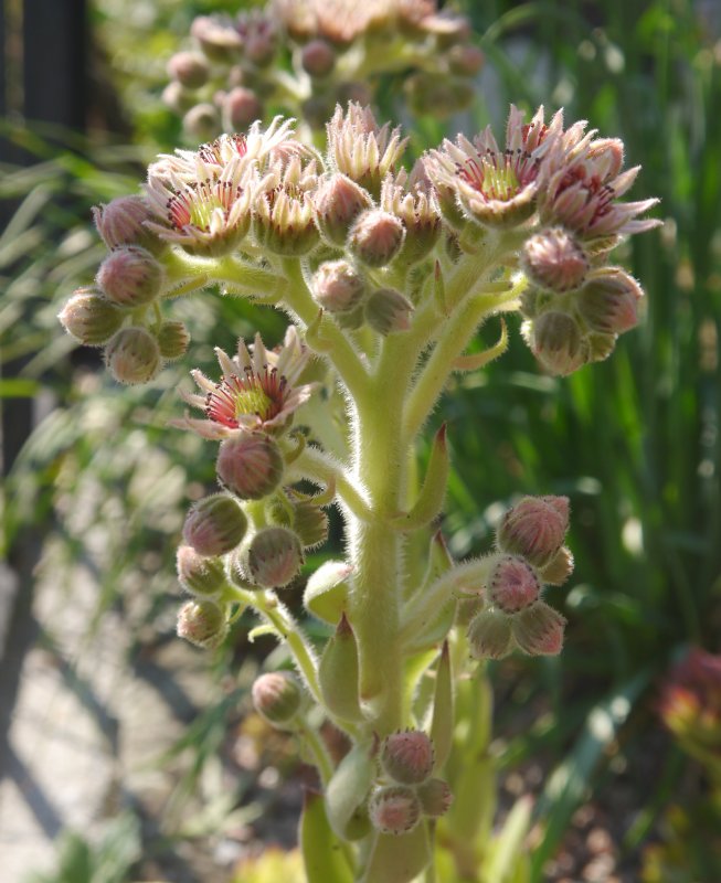 tectorum var. tectorum (royanum)