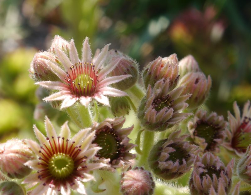 tectorum var. tectorum (royanum)