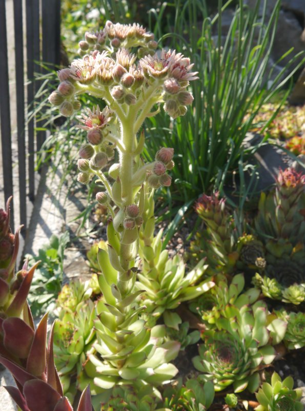 tectorum var. tectorum (royanum)