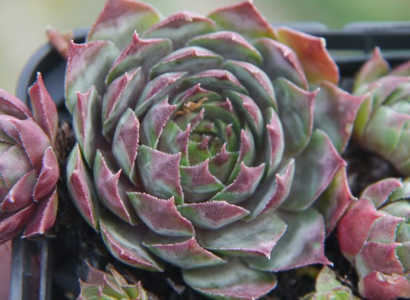 tectorum var. tectorum (rhenanum)