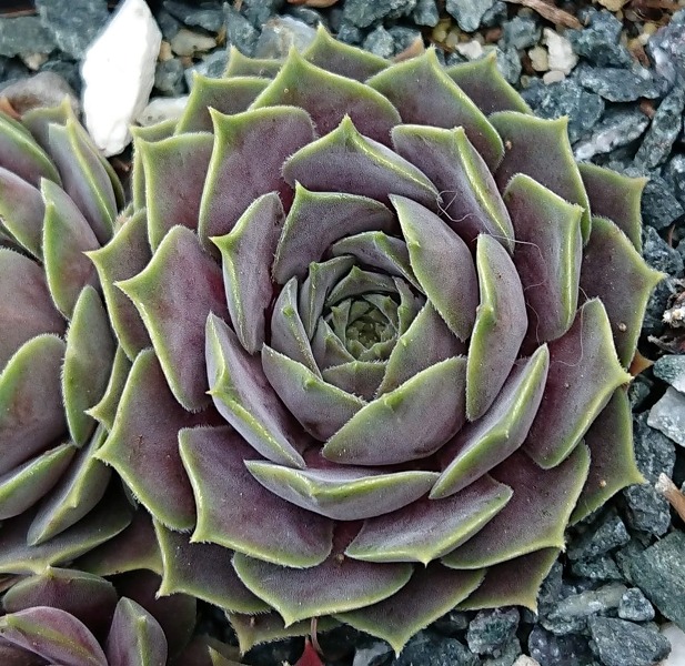 marmoreum ssp. erythraeum from Rilagebirge