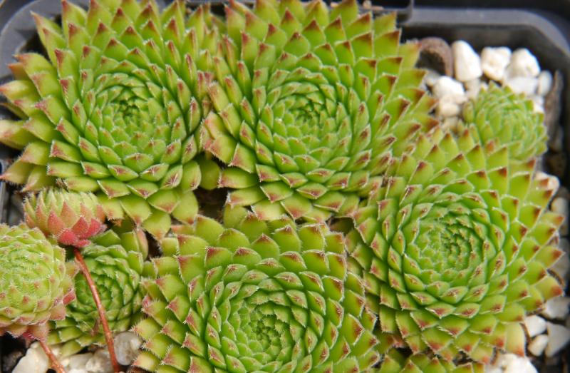 thompsonianum