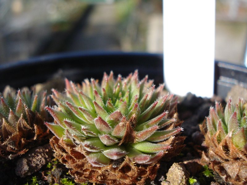 thompsonianum
