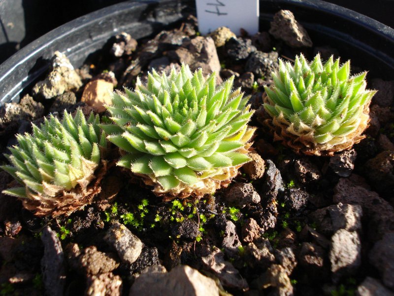 thompsonianum