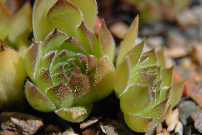 marmoreum ssp. matricum