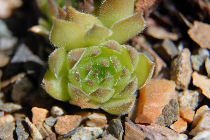 marmoreum ssp. matricum