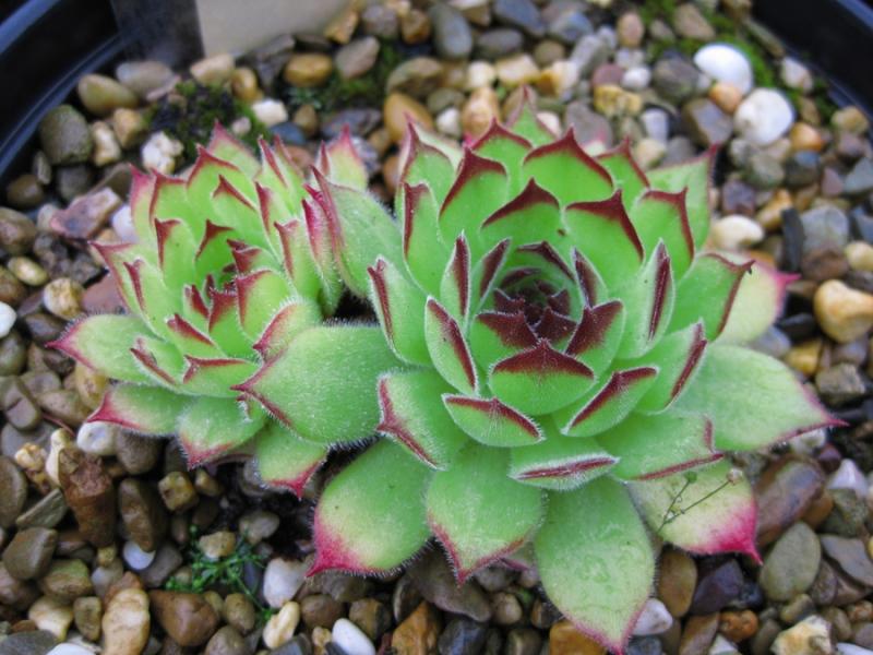 marmoreum ssp. matricum