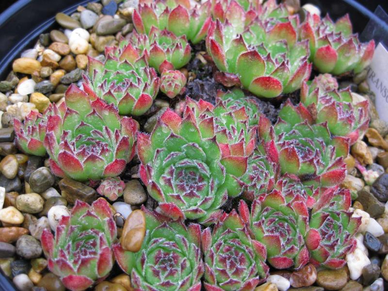 transcaucasicum from Gruzia