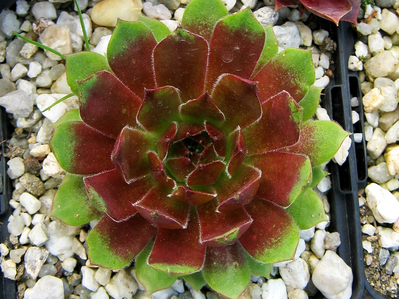 Caligula