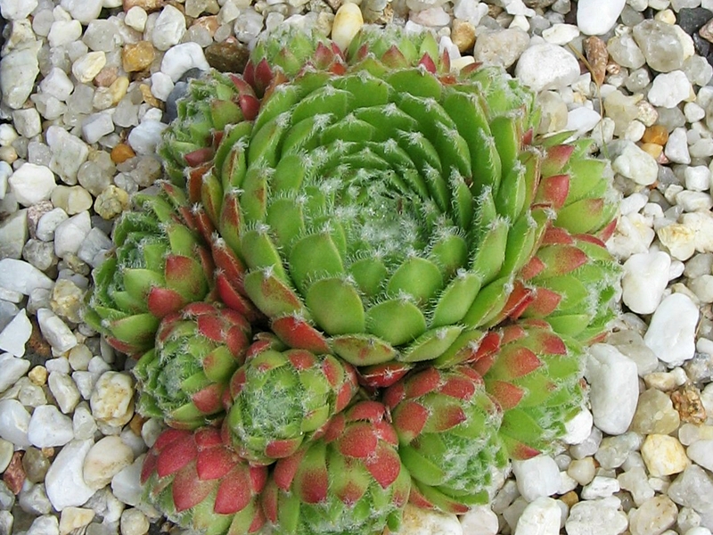 Calypso