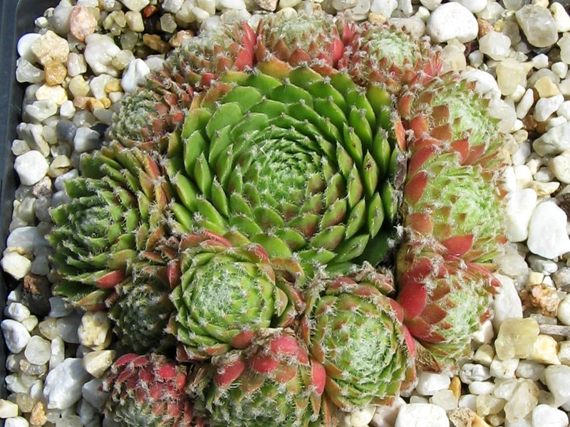 Calypso