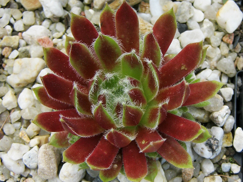 Calypso