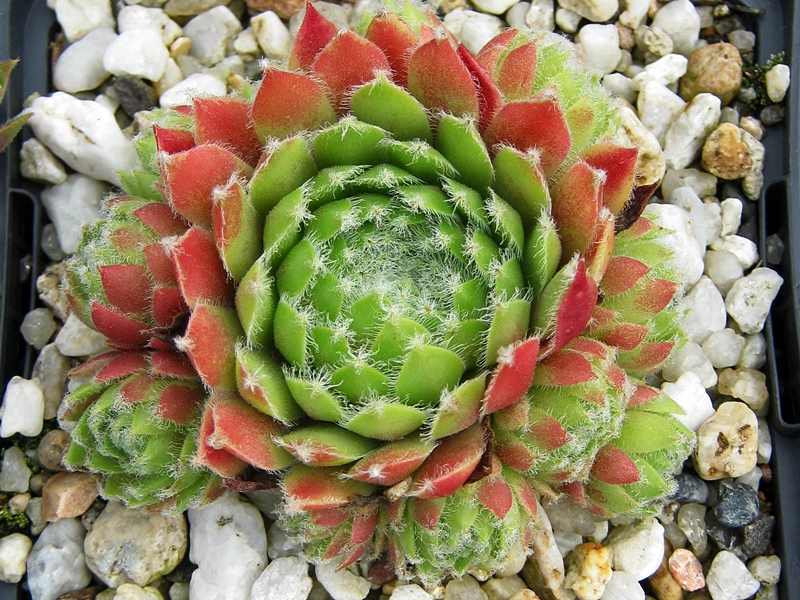 Calypso