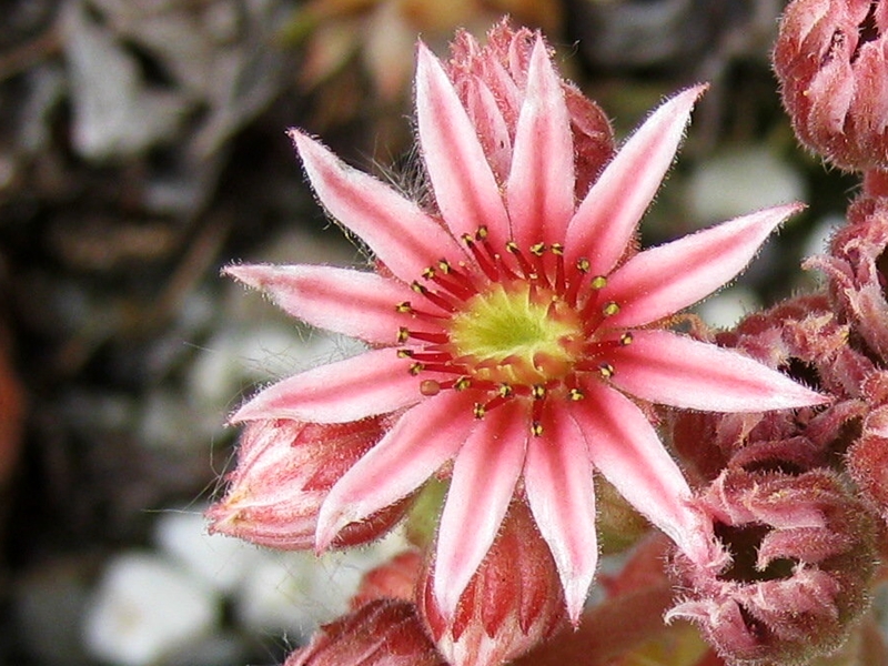 Calypso