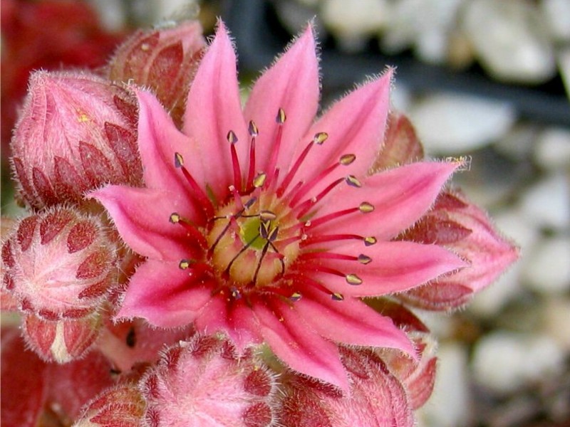 Candy Floss