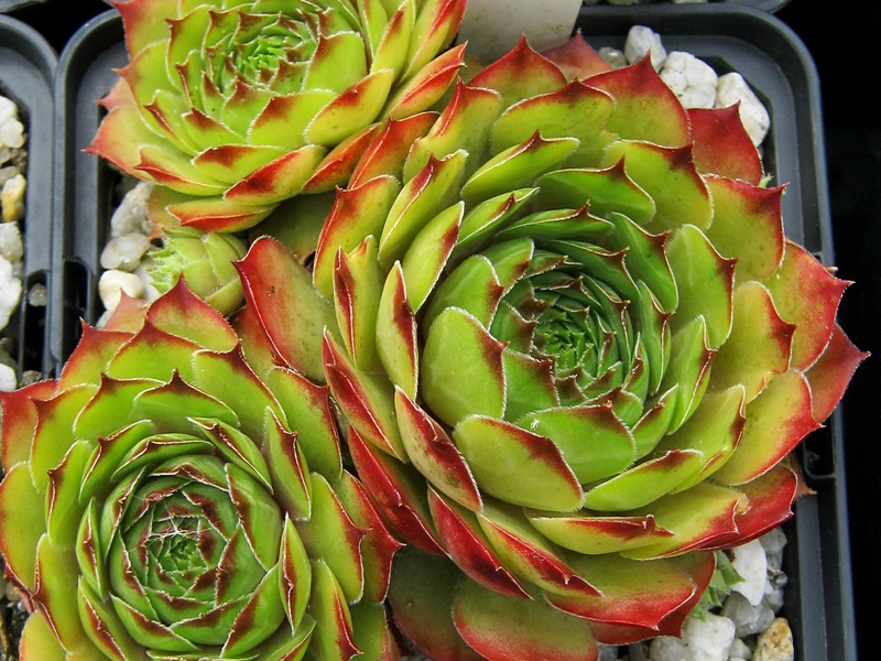 Caruso