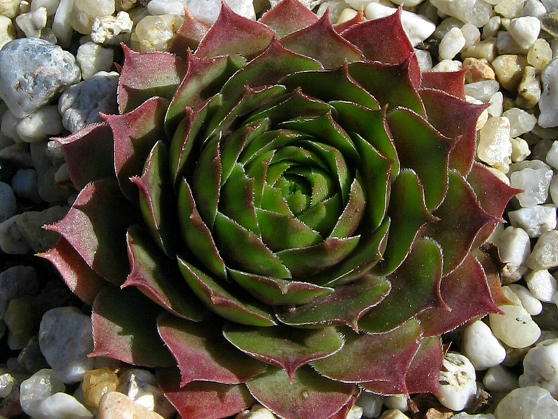 Cascade