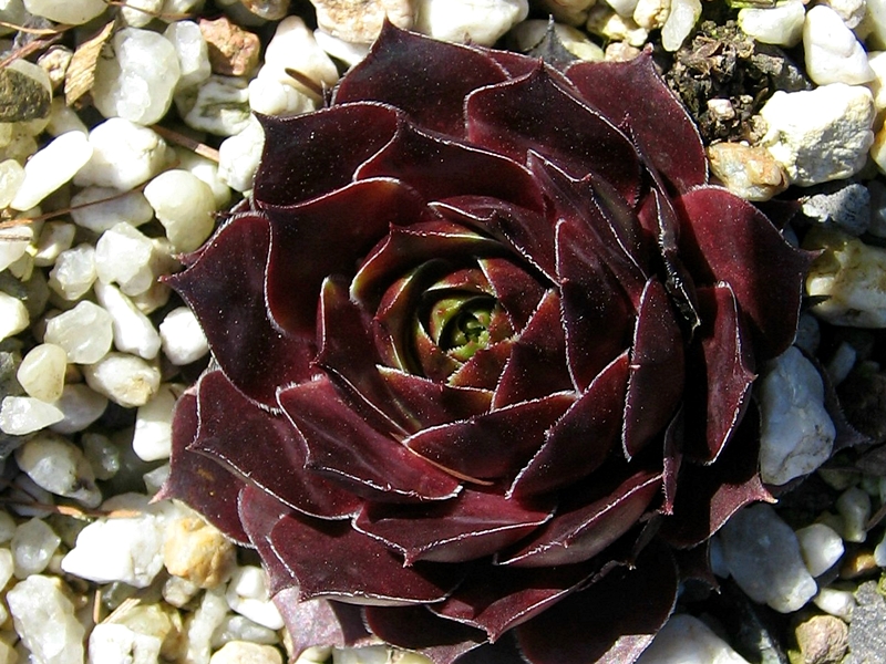 Cascade