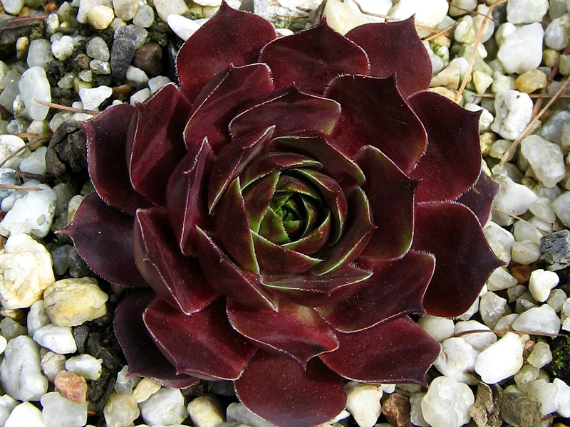 Cascade