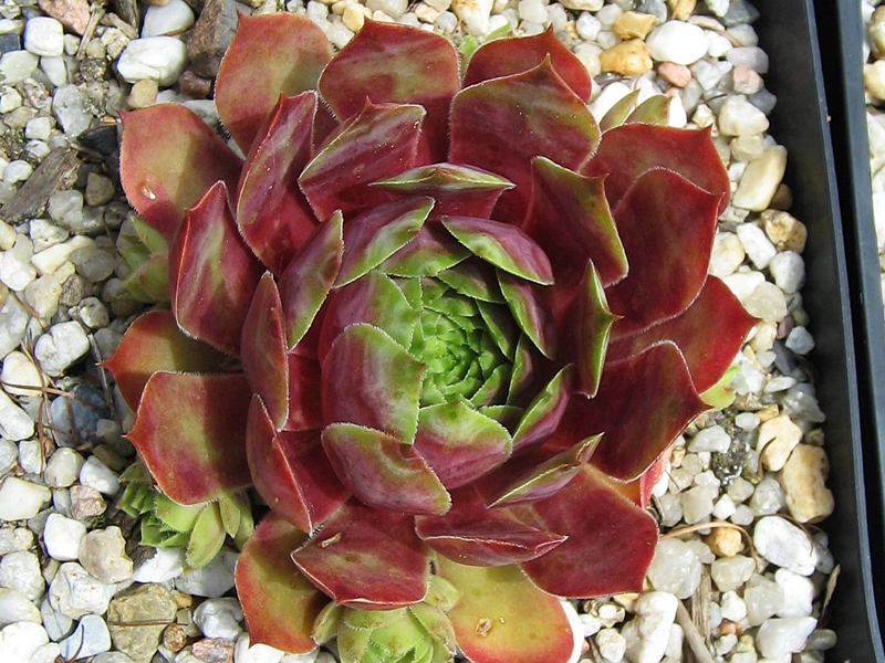 Cascade