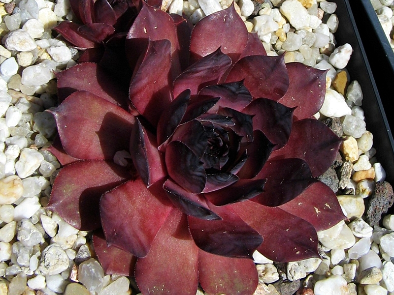 Damask
