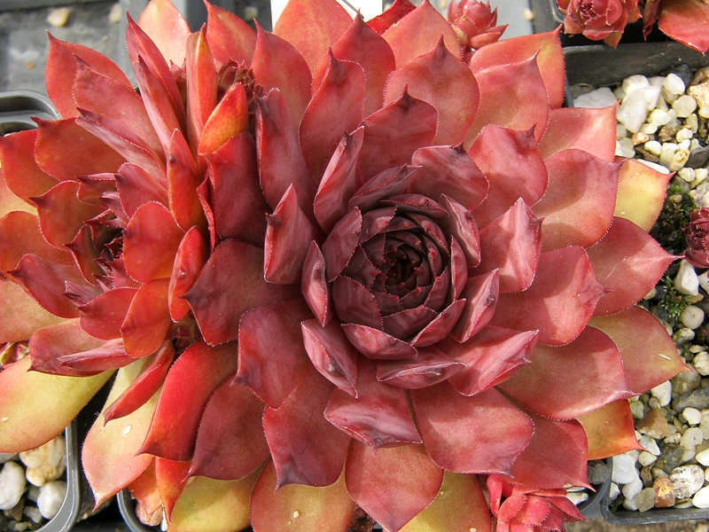 Damask