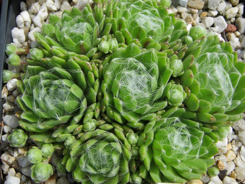 Daniela