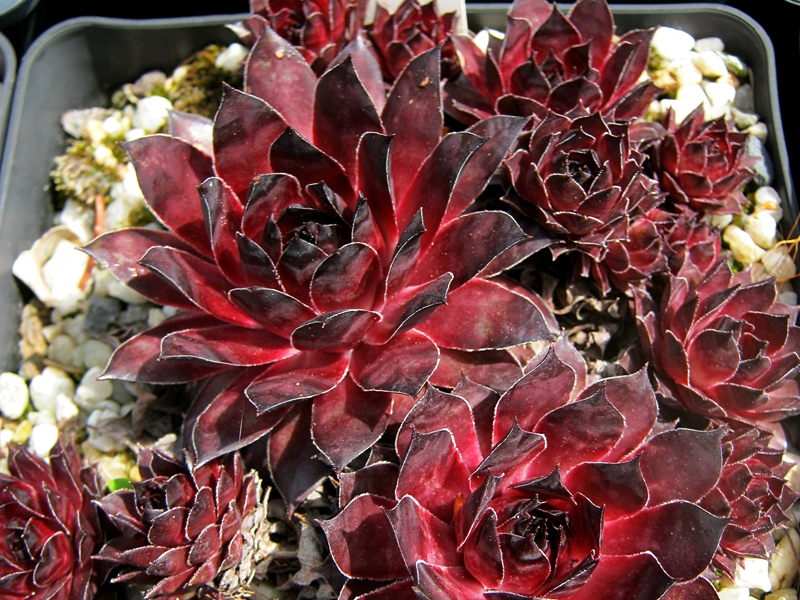 Dark Beauty